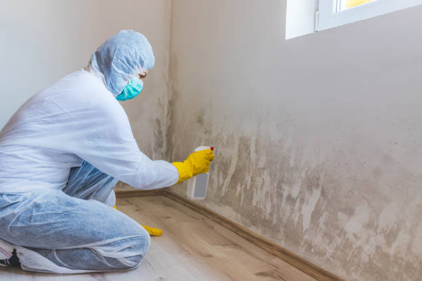 Licensed Mold Remediation service in Franklin, NC - 24 Hour Mold Removal